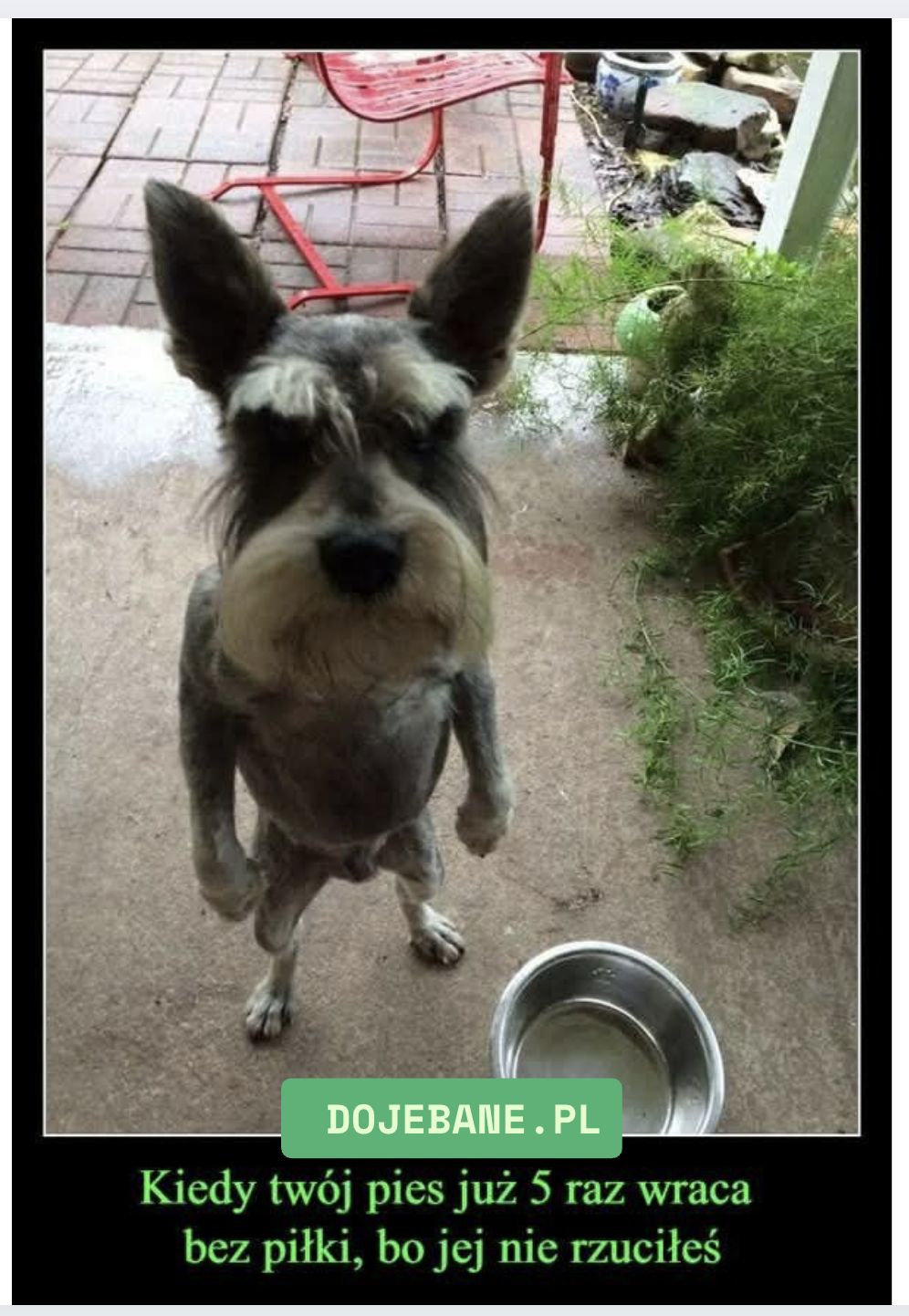 WKÓRWIONY PIES ...